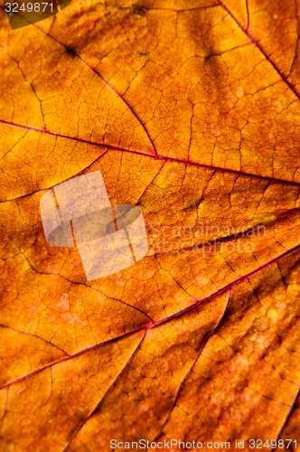 Image of Autumn leaf texture 