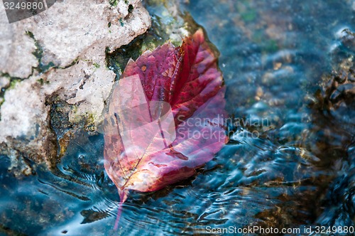 Image of Autumn leaf on the water