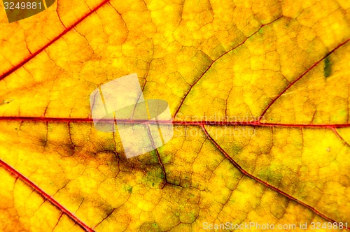 Image of Autumn leaf texture 