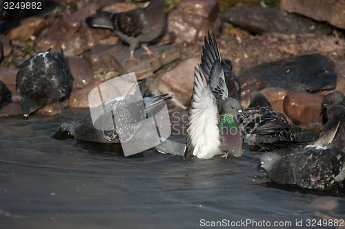 Image of Dove in the city