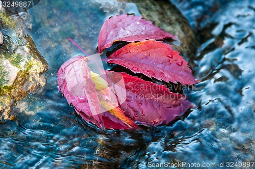 Image of Autumn leaf on the water