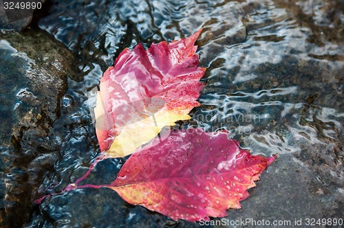 Image of Autumn leaf on the water