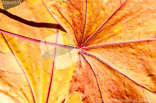 Image of Autumn leaf texture 