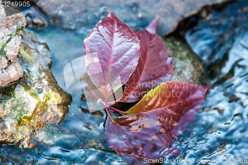 Image of Autumn leaf on the water
