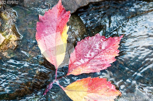 Image of Autumn leaf on the water