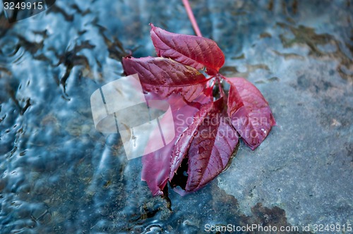 Image of Autumn leaf on the water