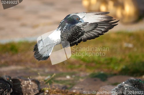 Image of Dove in the city