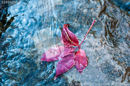 Image of Autumn leaf on the water