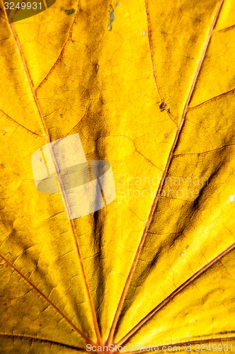 Image of Autumn leaf texture 