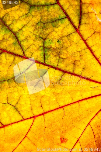 Image of Autumn leaf texture 