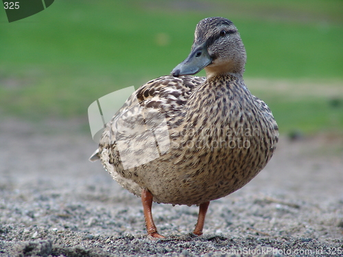 Image of Walking Duck