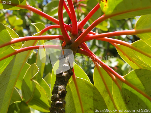 Image of Abstract Plant
