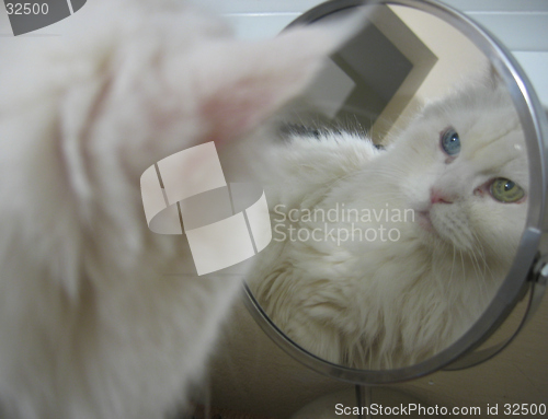 Image of Cat in the mirror