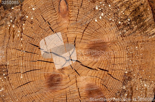 Image of The texture of the wood slice cruba