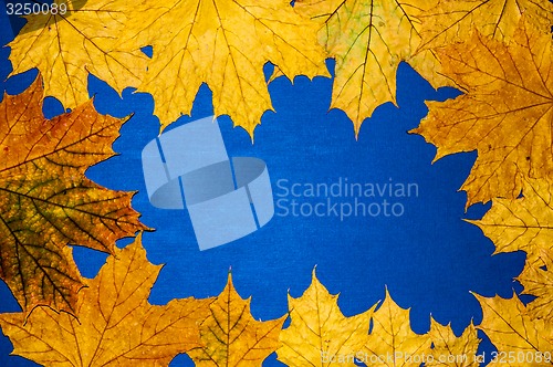 Image of Autumn leaf 