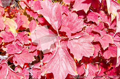 Image of Autumn leaf.