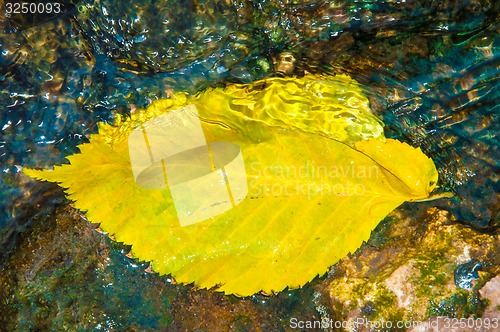 Image of Autumn leaves in water