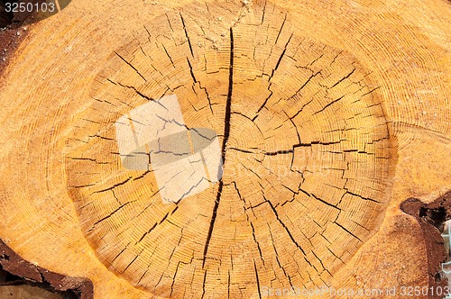 Image of The texture of the wood slice cruba