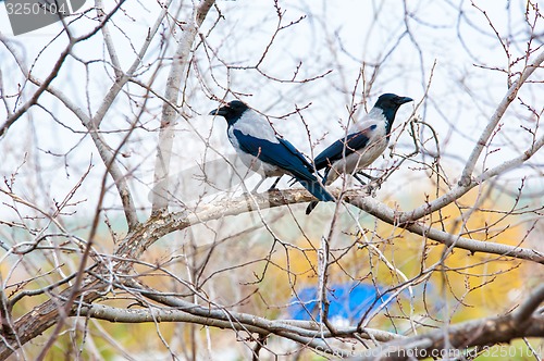 Image of Two crows