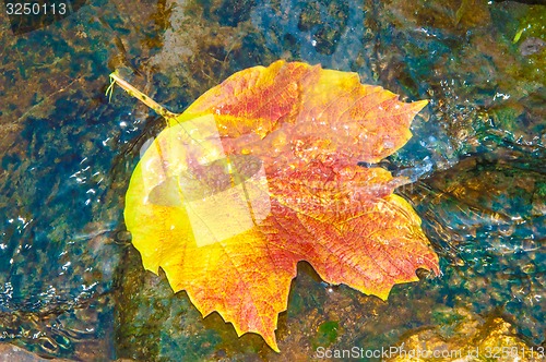 Image of Autumn leaves in water