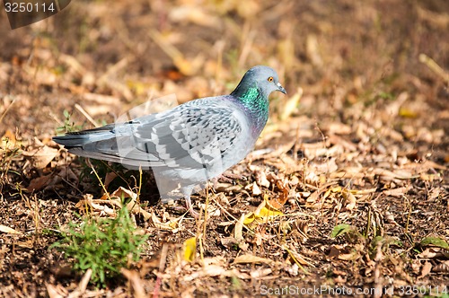 Image of Rock pigeon 