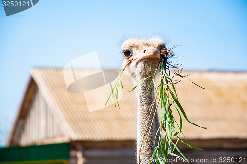 Image of Black African ostrich