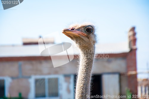 Image of Black African ostrich