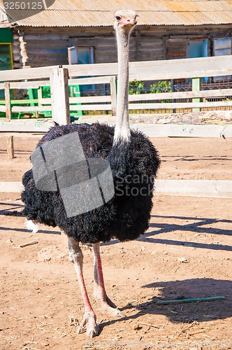 Image of Black African ostrich