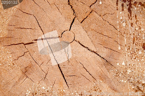 Image of The texture of the wood slice cruba