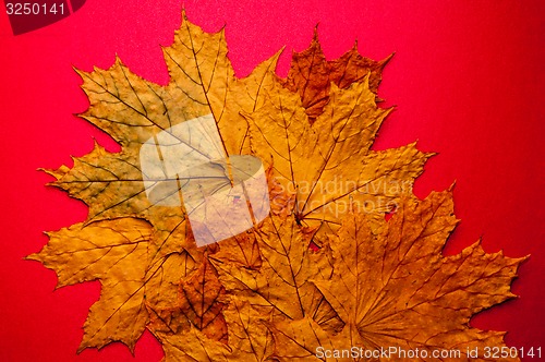 Image of Autumn leaf 