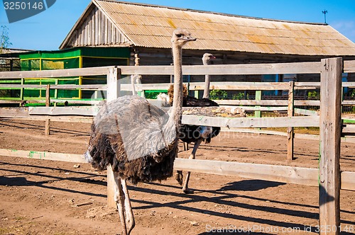 Image of Black African ostrich