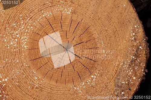 Image of The texture of the wood slice cruba