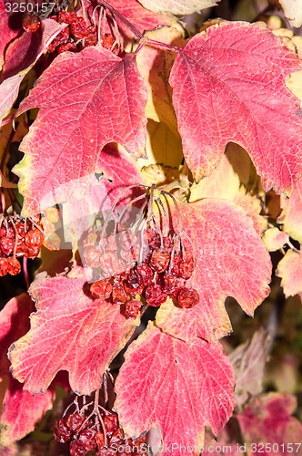 Image of Autumn leaf.