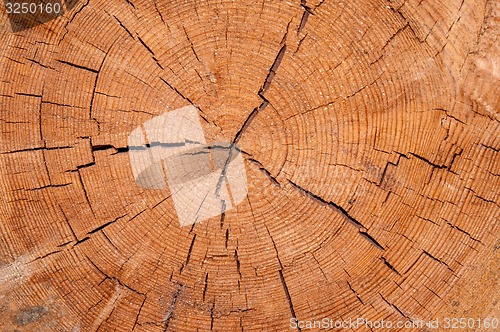 Image of The texture of the wood slice cruba