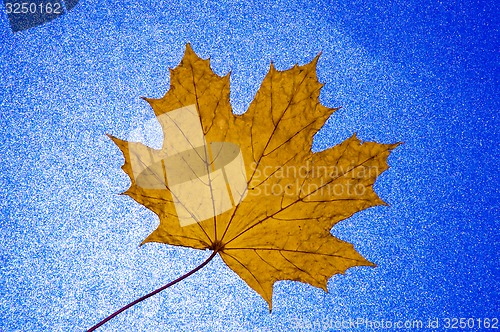 Image of Autumn leaf 