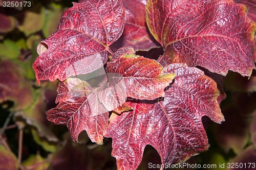 Image of Autumn leaf.