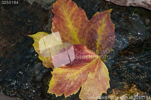 Image of Autumn leaves in water
