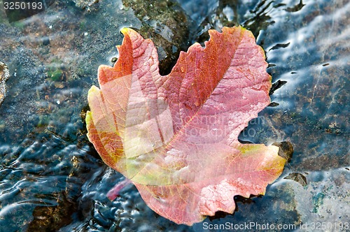 Image of Autumn leaves in water