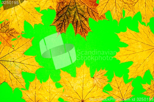 Image of Autumn leaf 