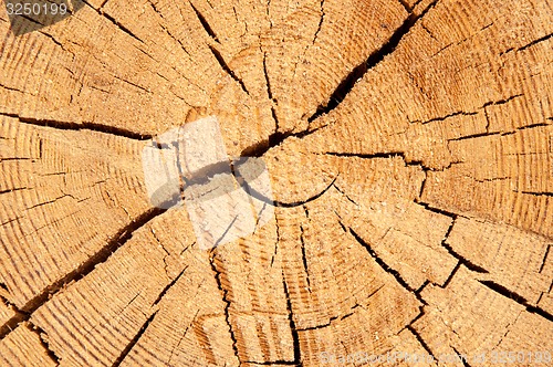 Image of The texture of the wood slice cruba