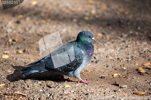 Image of Rock pigeon 