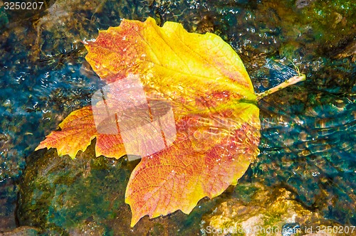 Image of Autumn leaves in water