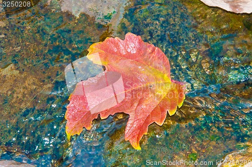 Image of Autumn leaves in water