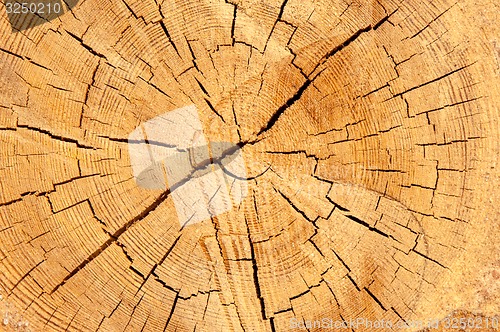 Image of The texture of the wood slice cruba
