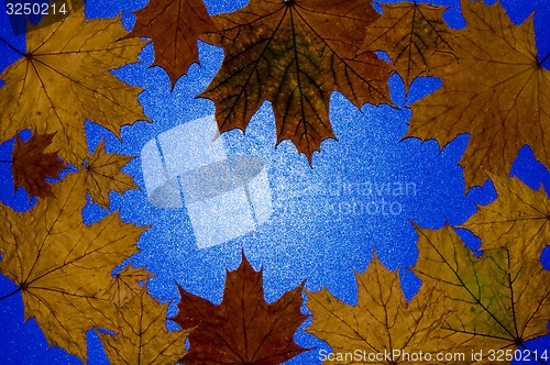 Image of Autumn leaf 