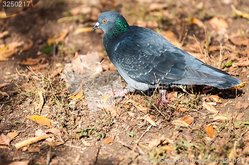Image of Rock pigeon 