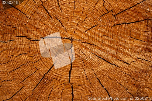 Image of The texture of the wood slice cruba