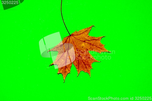 Image of Autumn leaf 