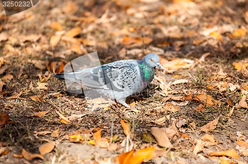 Image of Rock pigeon 