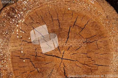Image of The texture of the wood slice cruba